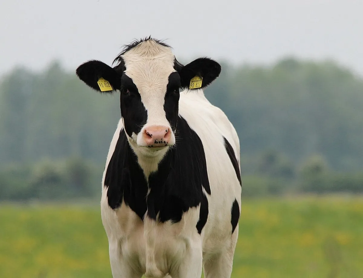 Wanted.     Freisan  heifers in calf - Image 2
