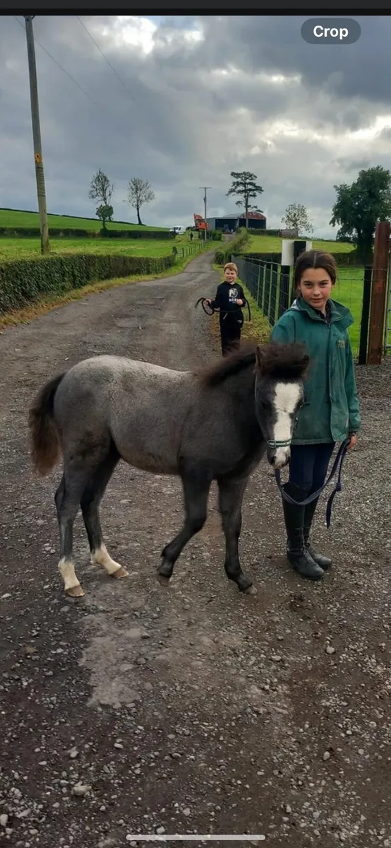 Yearling colt - Image 2
