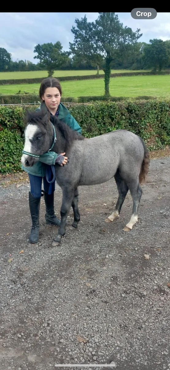 Yearling colt - Image 3