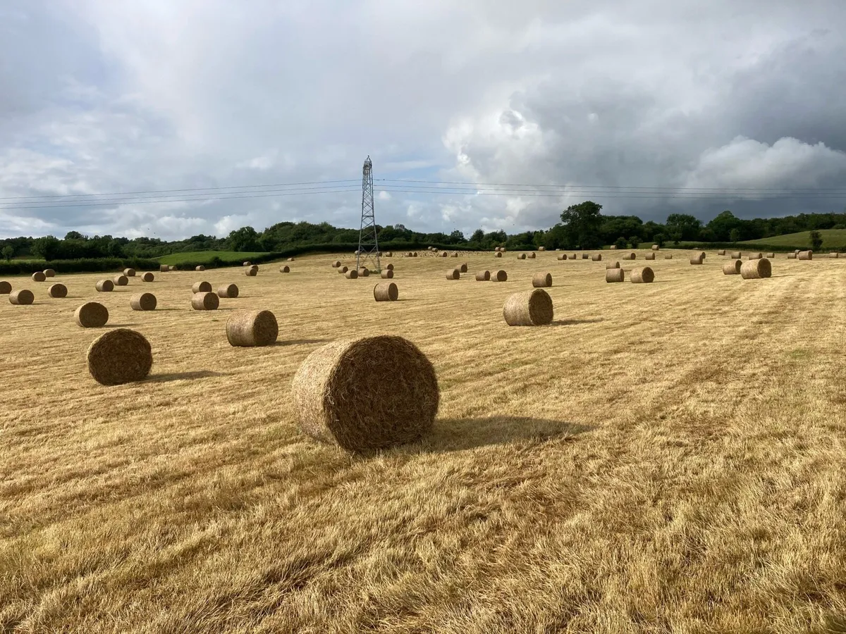 Hay - Image 1