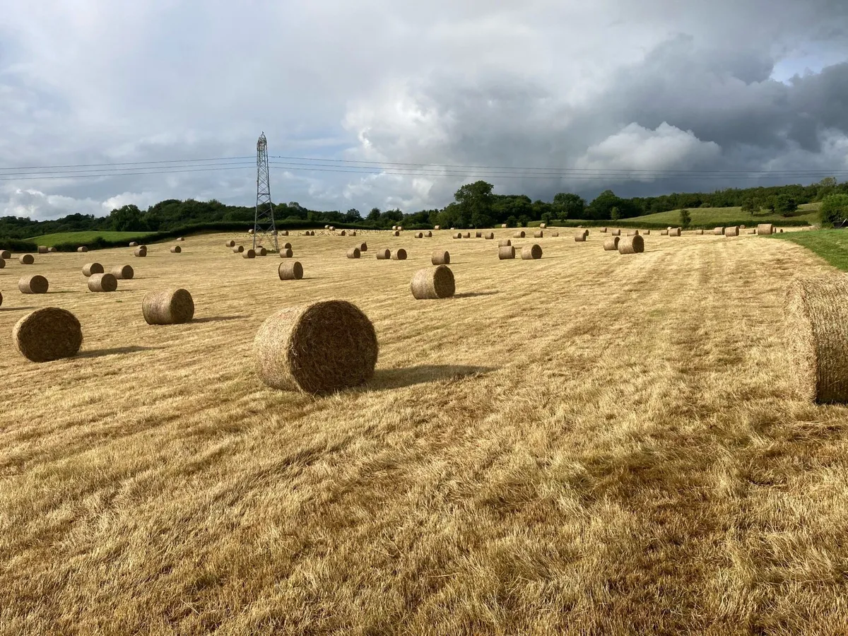 Hay - Image 2