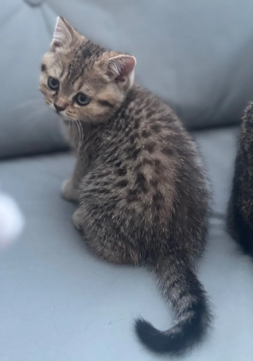 Kittens - Image 1