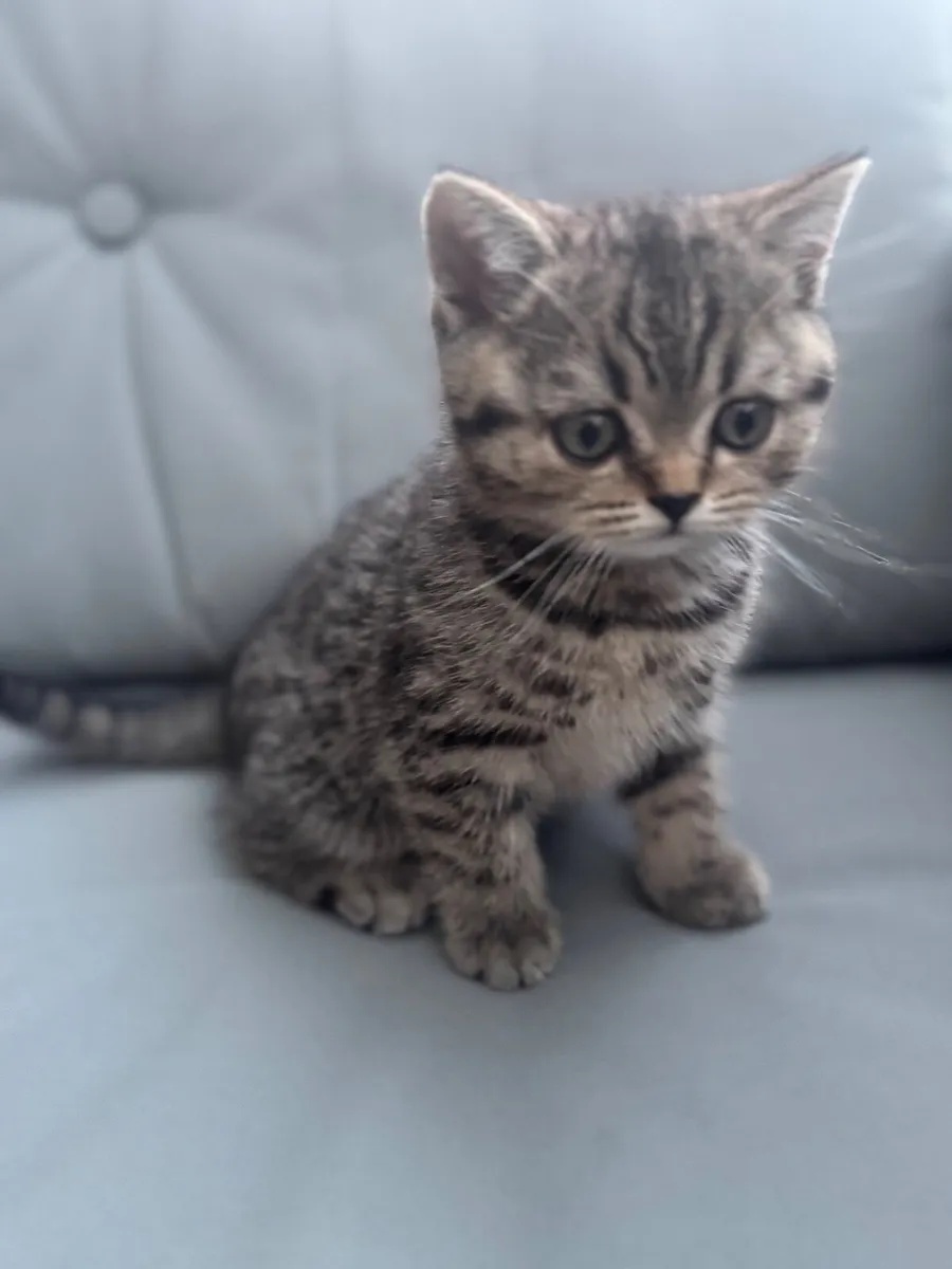 Kittens - Image 2