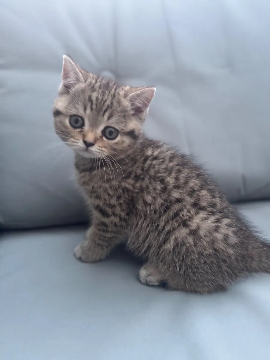 Kittens - Image 3
