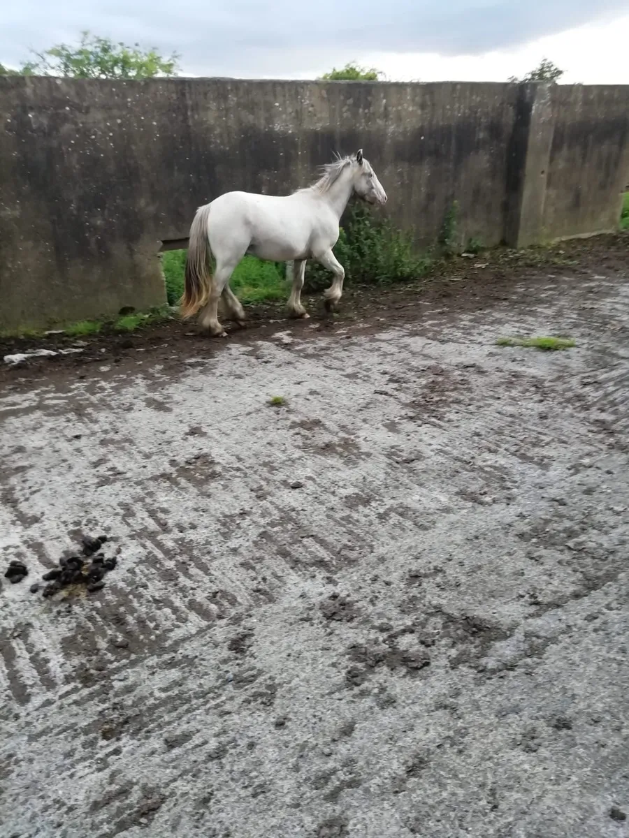 Gelding and gypsy cob for sale - Image 1