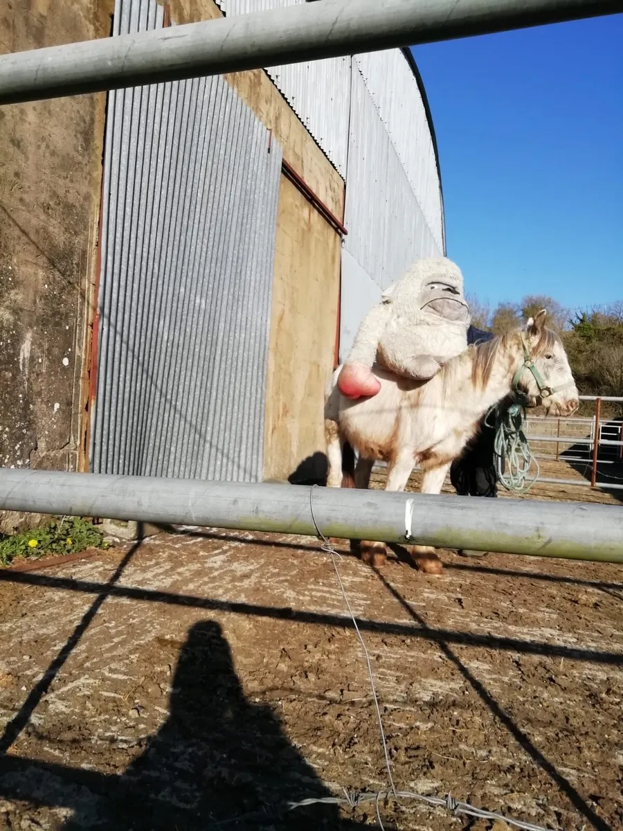 Gelding and gypsy cob for sale - Image 2