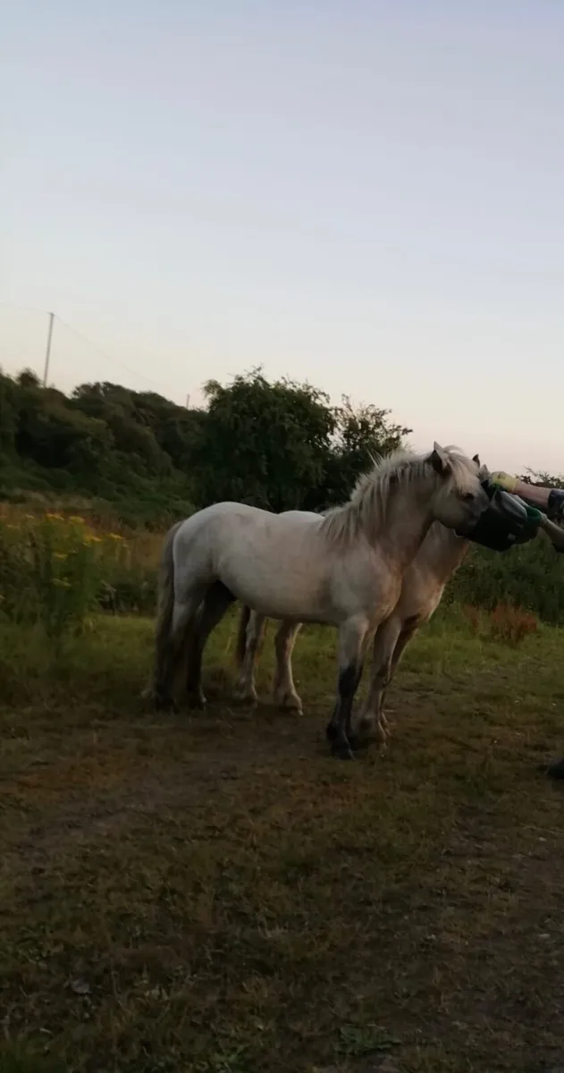Gelding and gypsy cob for sale - Image 3
