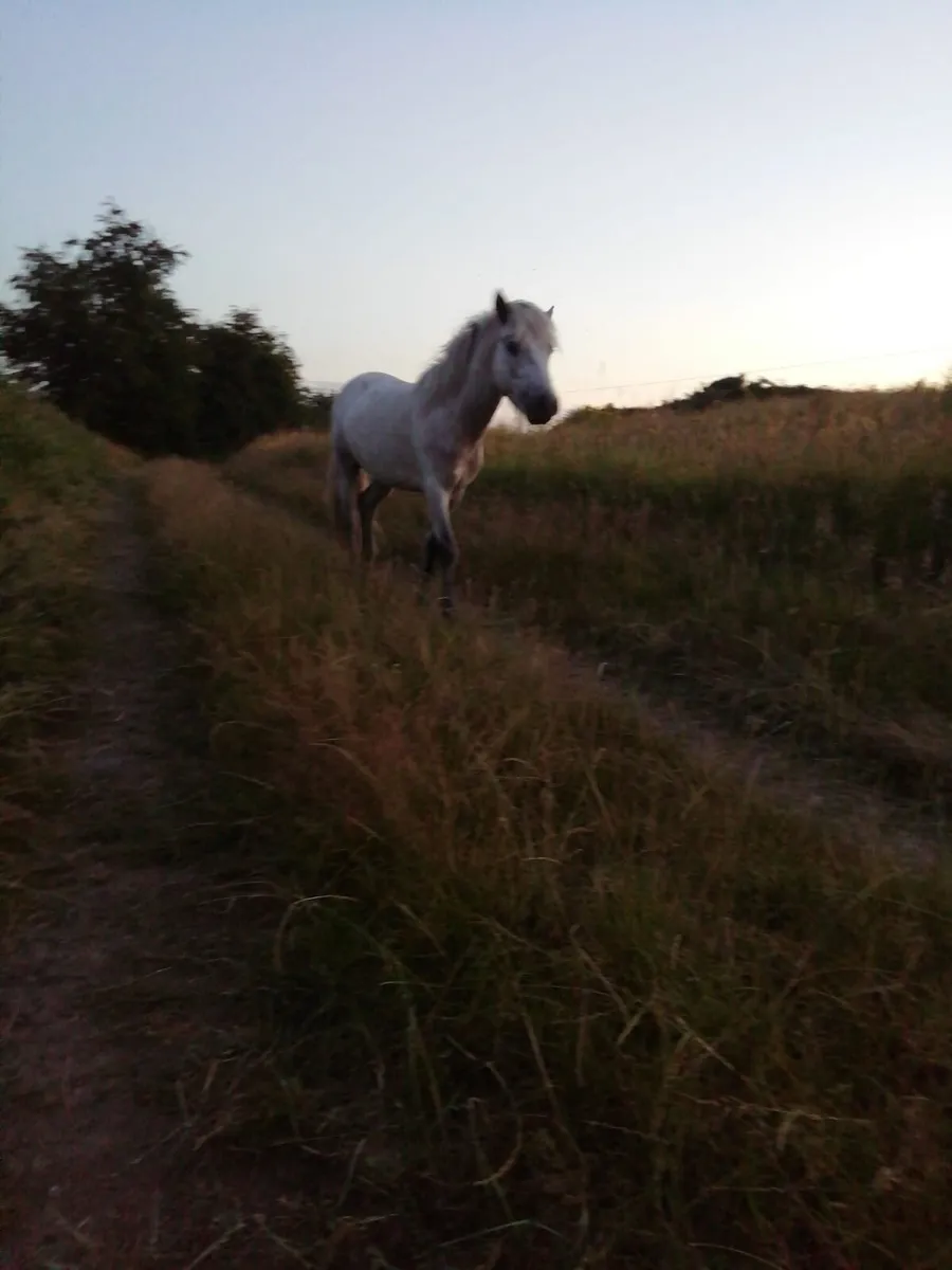 Gelding and gypsy cob for sale - Image 4