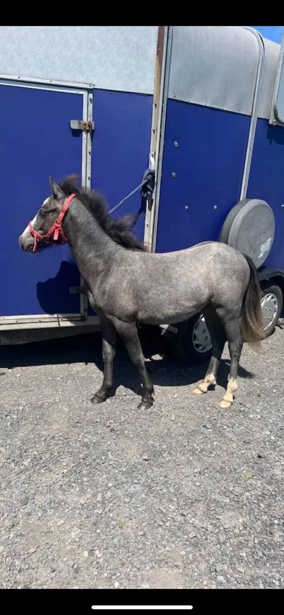 Yearling colt - Image 1