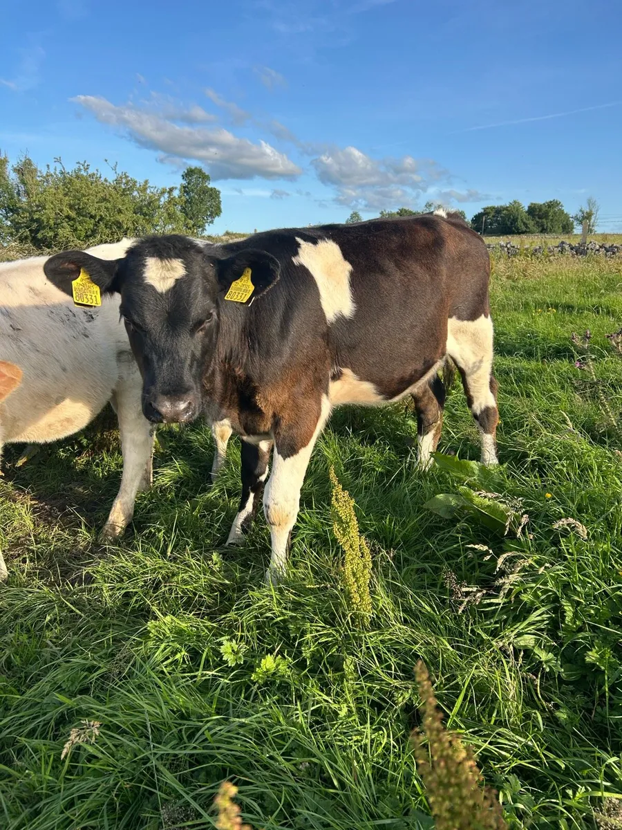 10 Reared Blue Heifer Calves - Image 1
