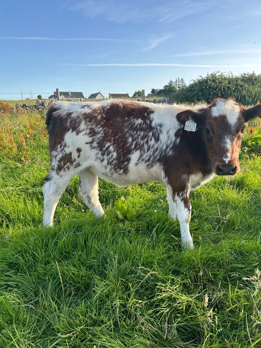 10 Reared Blue Heifer Calves - Image 2