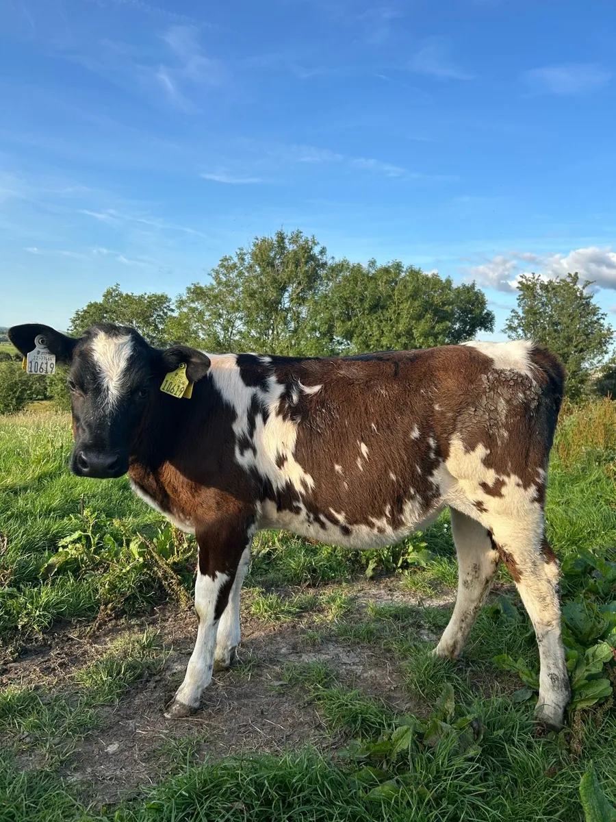 10 Reared Blue Heifer Calves - Image 3
