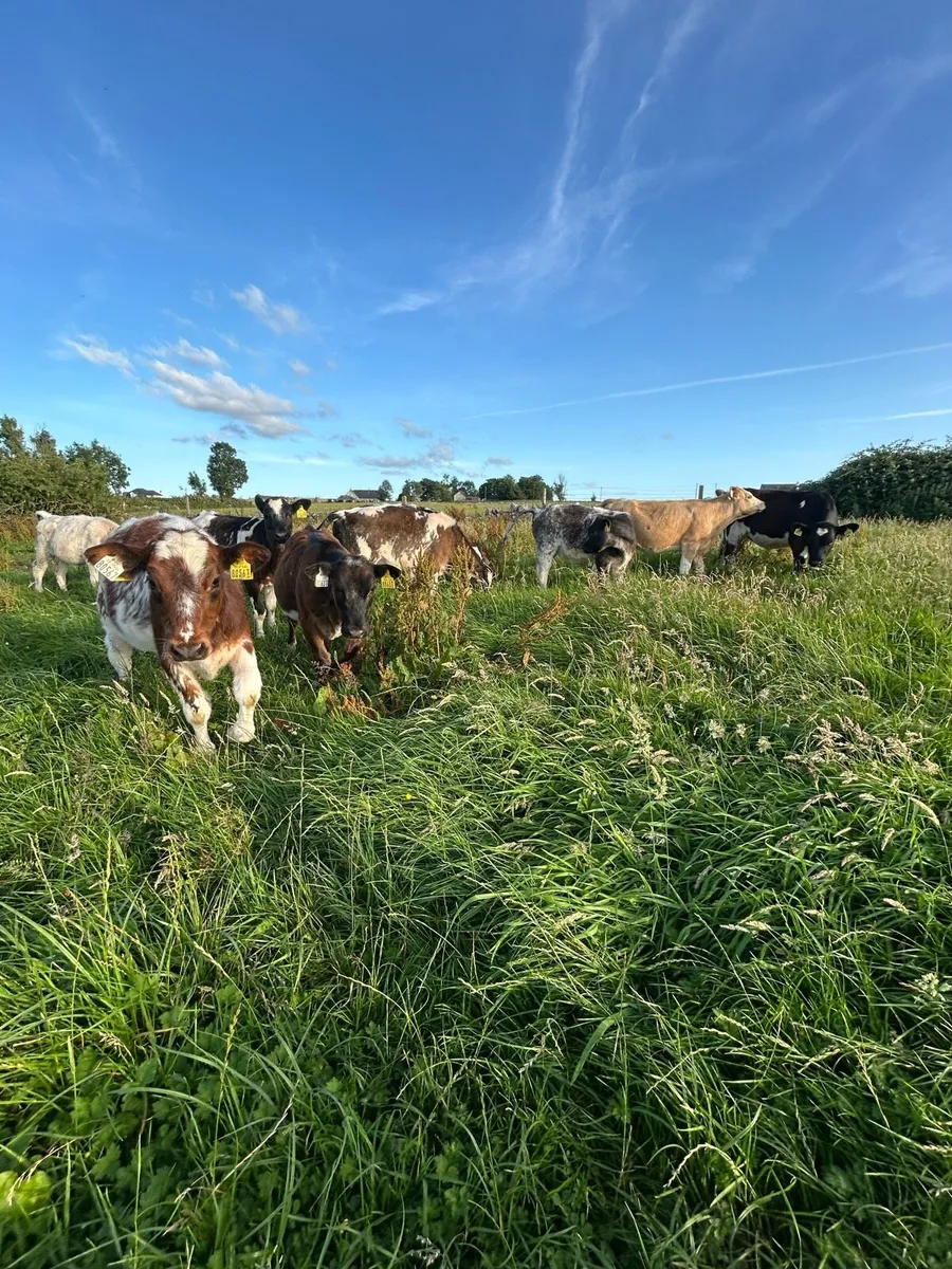 10 Reared Blue Heifer Calves - Image 4