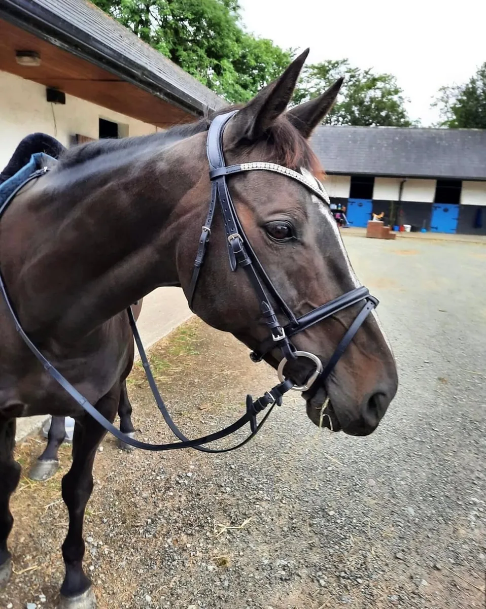 Horse for loan - Image 1