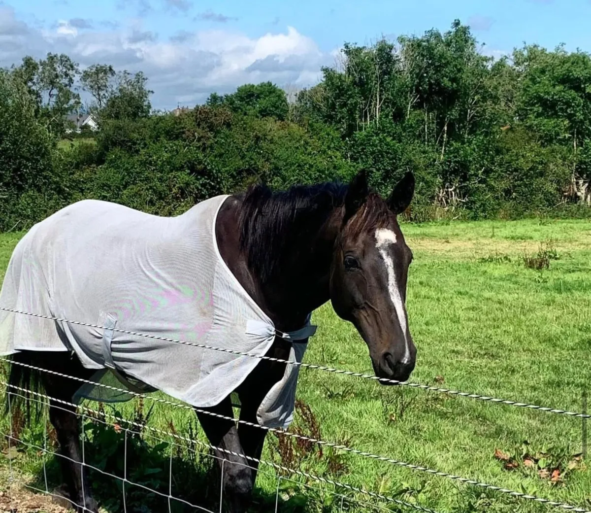 Horse for loan - Image 3