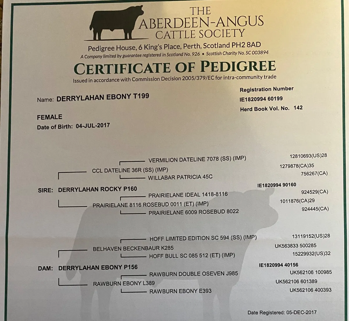 Purebred Aberdeen Angus Cows - Image 2