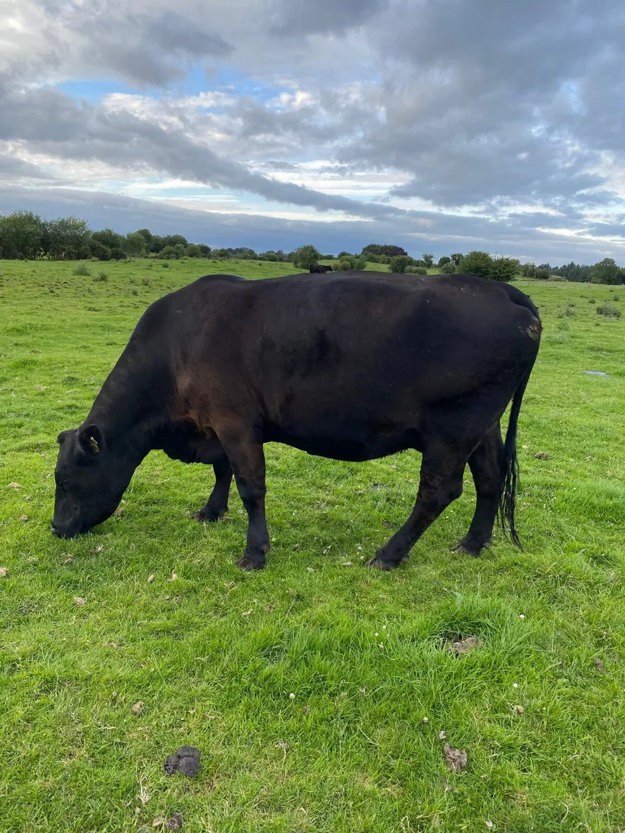 Purebred Aberdeen Angus Cows - Image 4