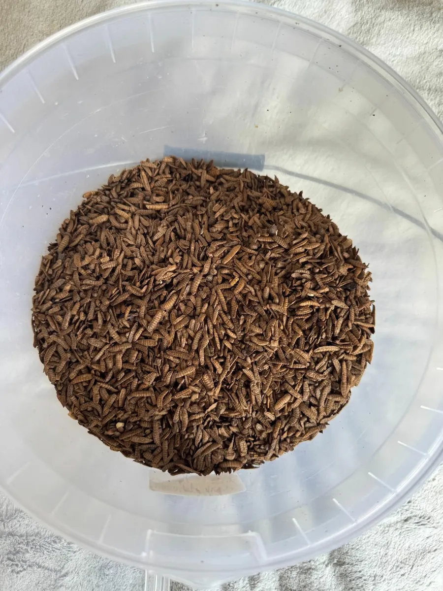 Hexafly dried grubs - Image 2