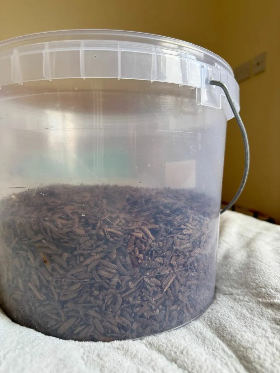 Hexafly dried grubs - Image 3
