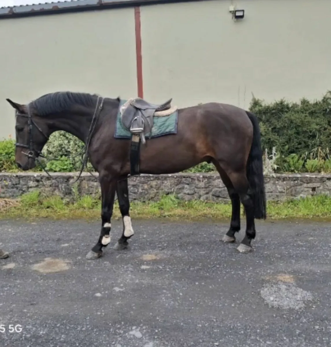 4 Year Old Future Trend Gelding - Image 1