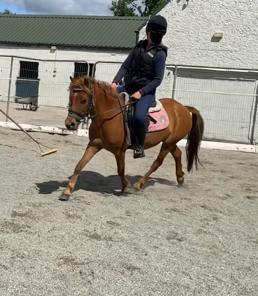 REG. 12.2h KERRY BOG PONY MARE - Image 2
