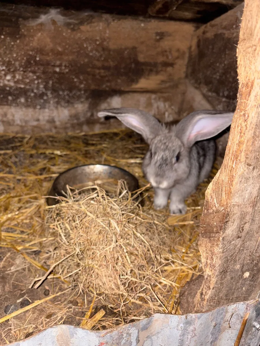 Rabbits - Image 3