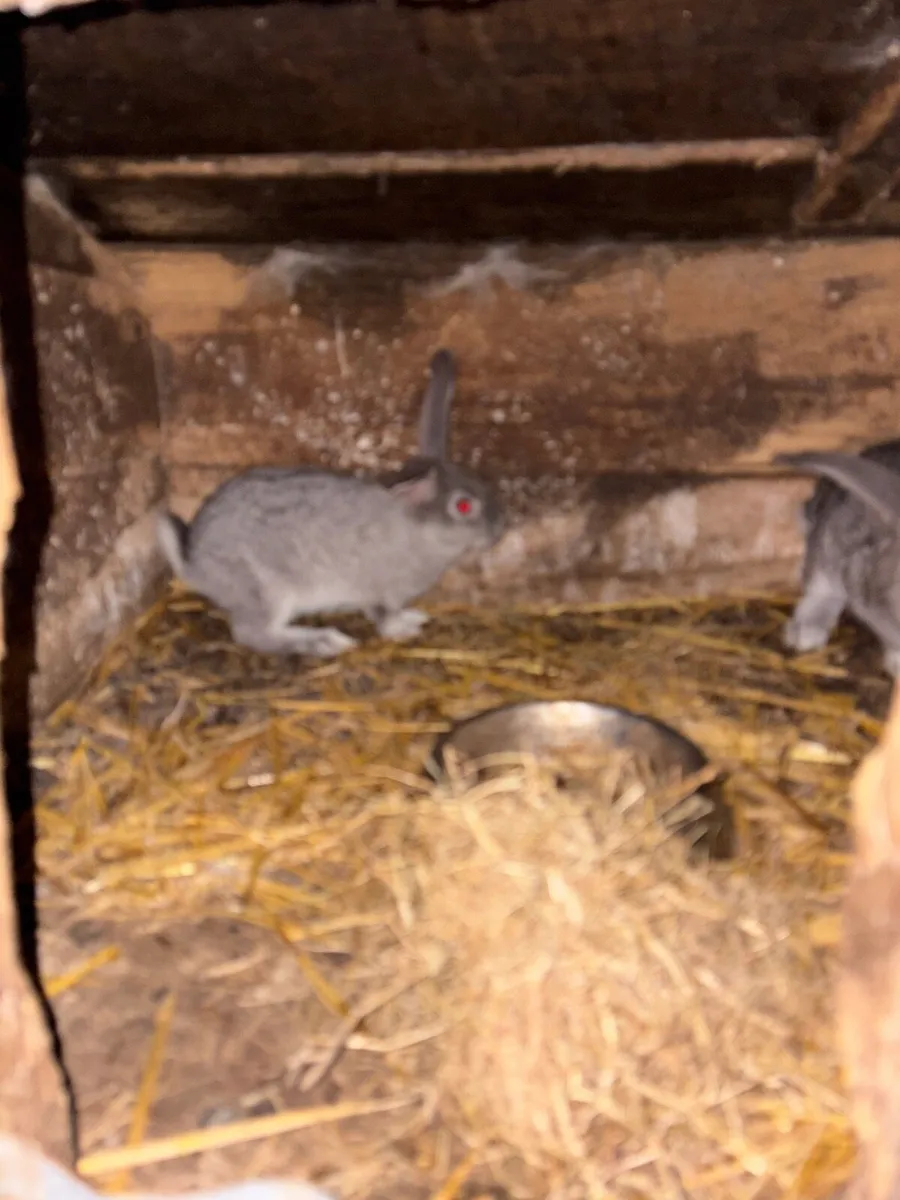 Rabbits - Image 4