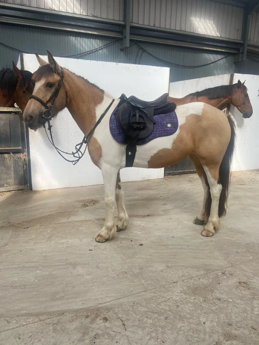 Palomino and White Pony - Image 1