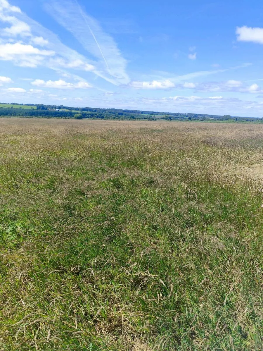 Hay - Image 1