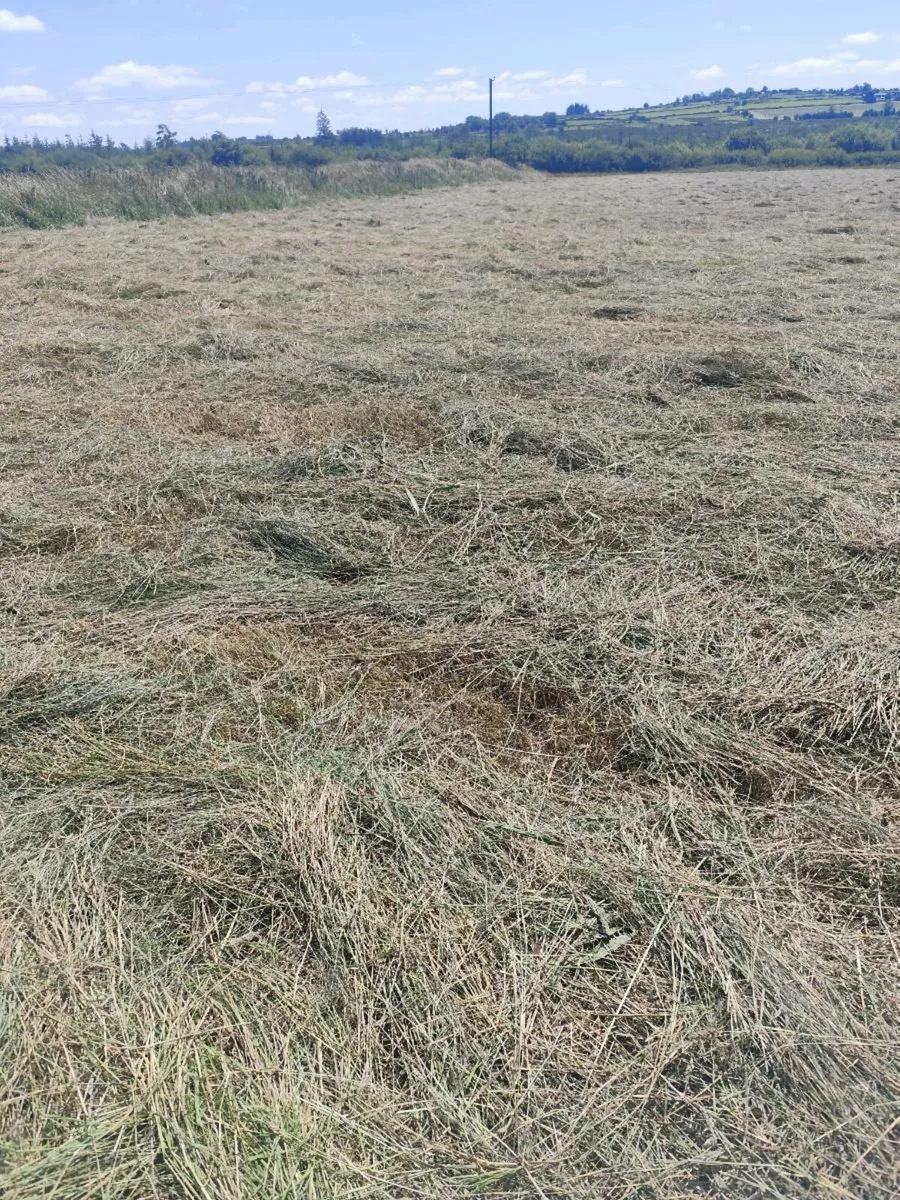 Hay - Image 2