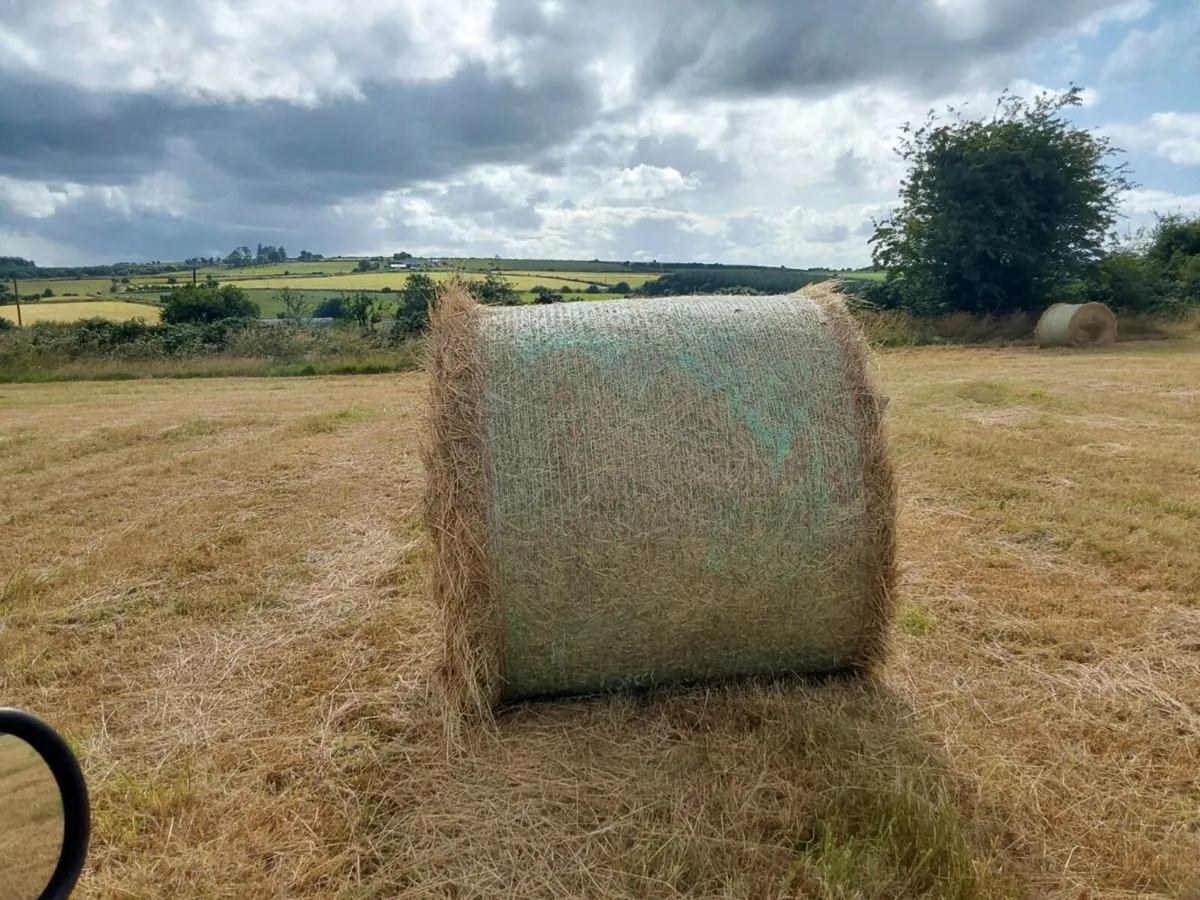 Hay - Image 3
