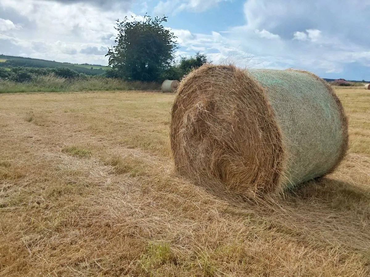 Hay - Image 4