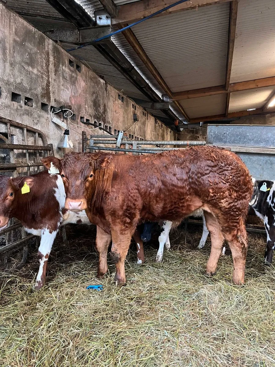 Blue, limousin and shorthand calves for Ennis Mart - Image 1