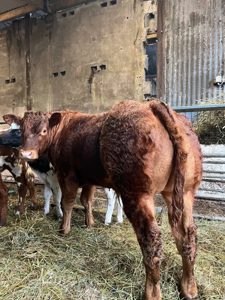 Blue, limousin and shorthand calves for Ennis Mart - Image 2