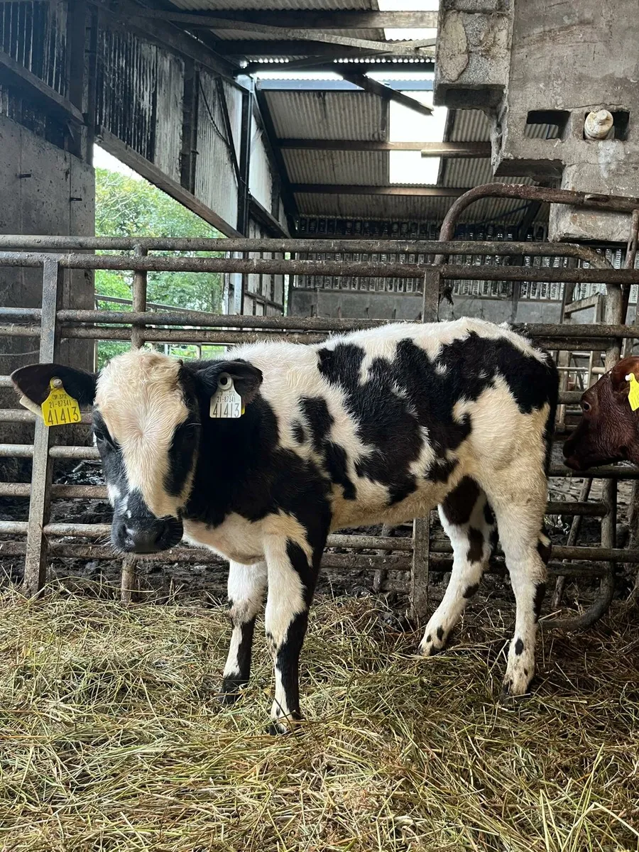 Blue, limousin and shorthand calves for Ennis Mart - Image 3