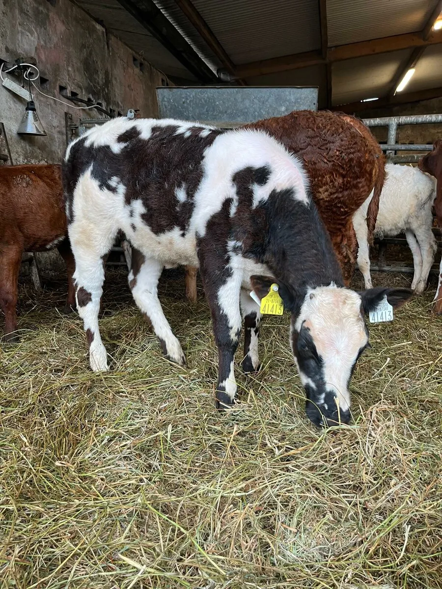 Blue, limousin and shorthand calves for Ennis Mart - Image 4