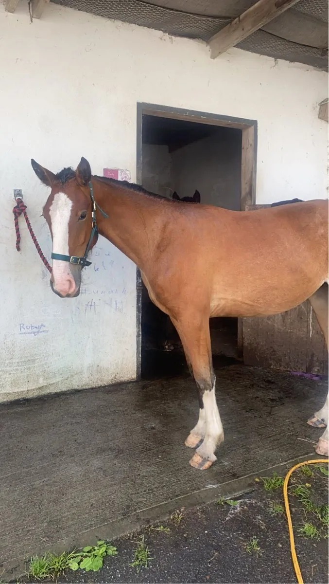 Beautiful Robin rising 3 year old Filly Cob x - Image 1