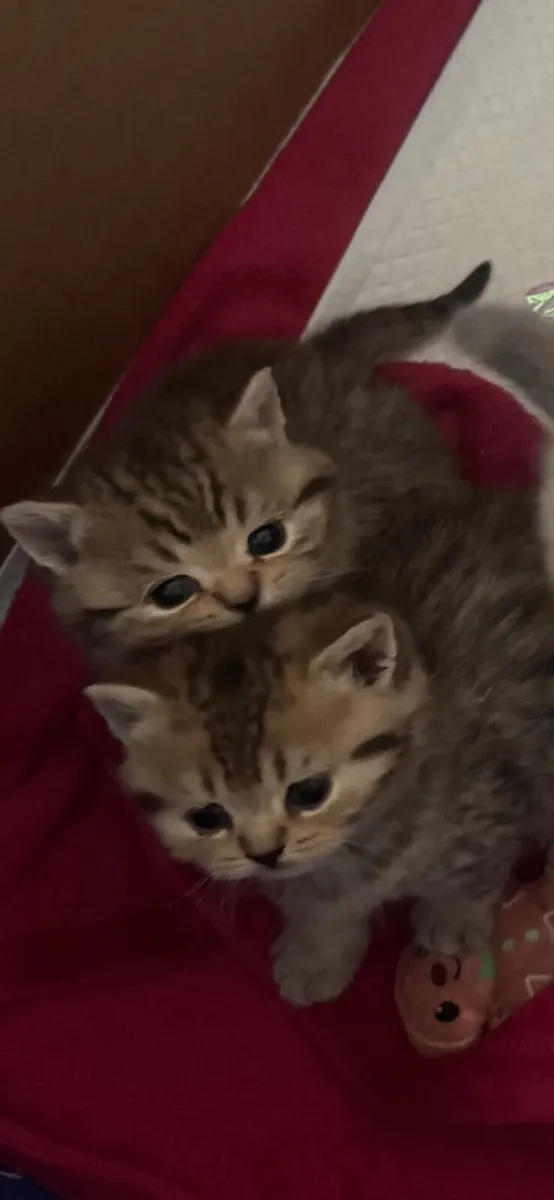 Kittens - Image 4