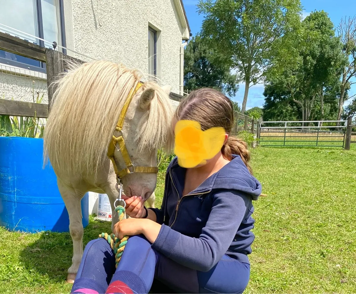 VERY SPECIAL MINIATURE HORSE ( TINY)! - Image 1