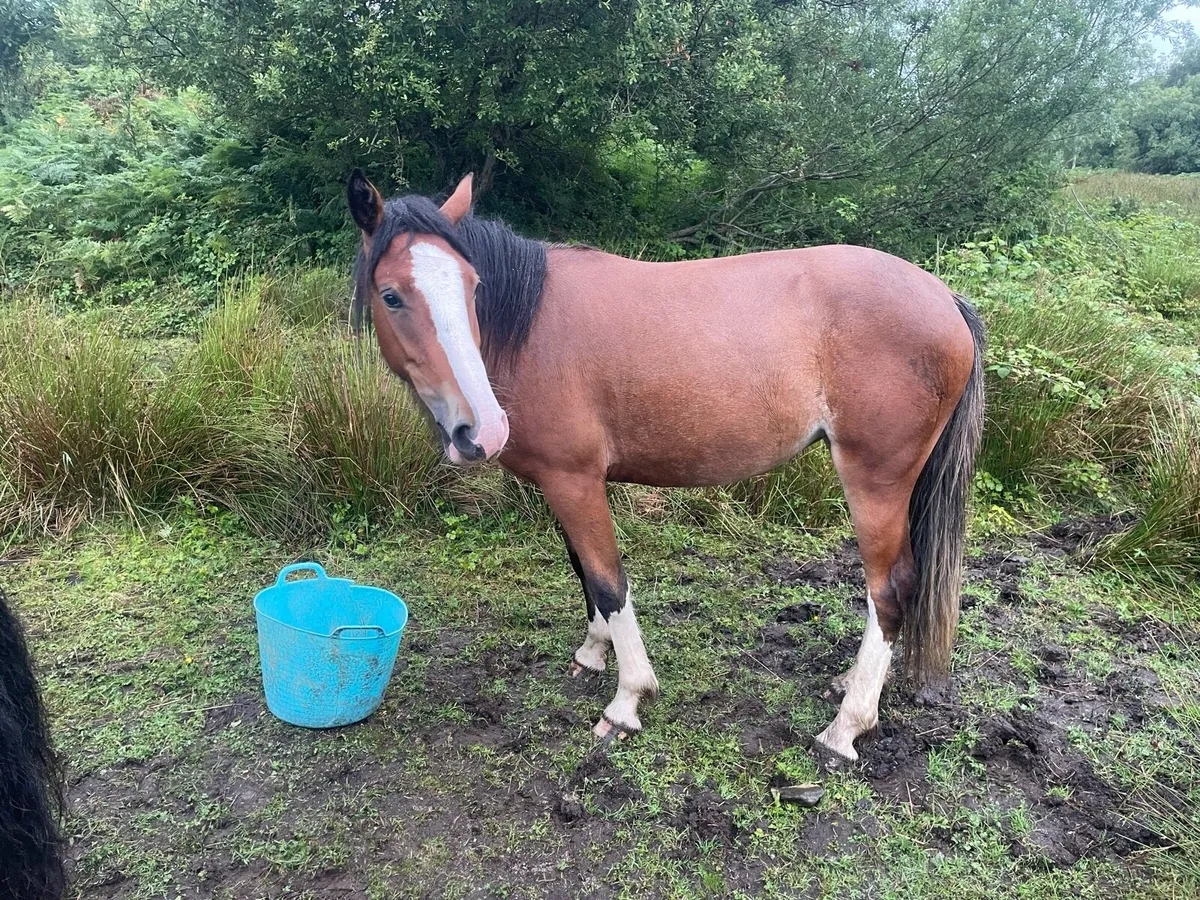 Beautiful Robin rising 3 year old Filly Cob x - Image 2