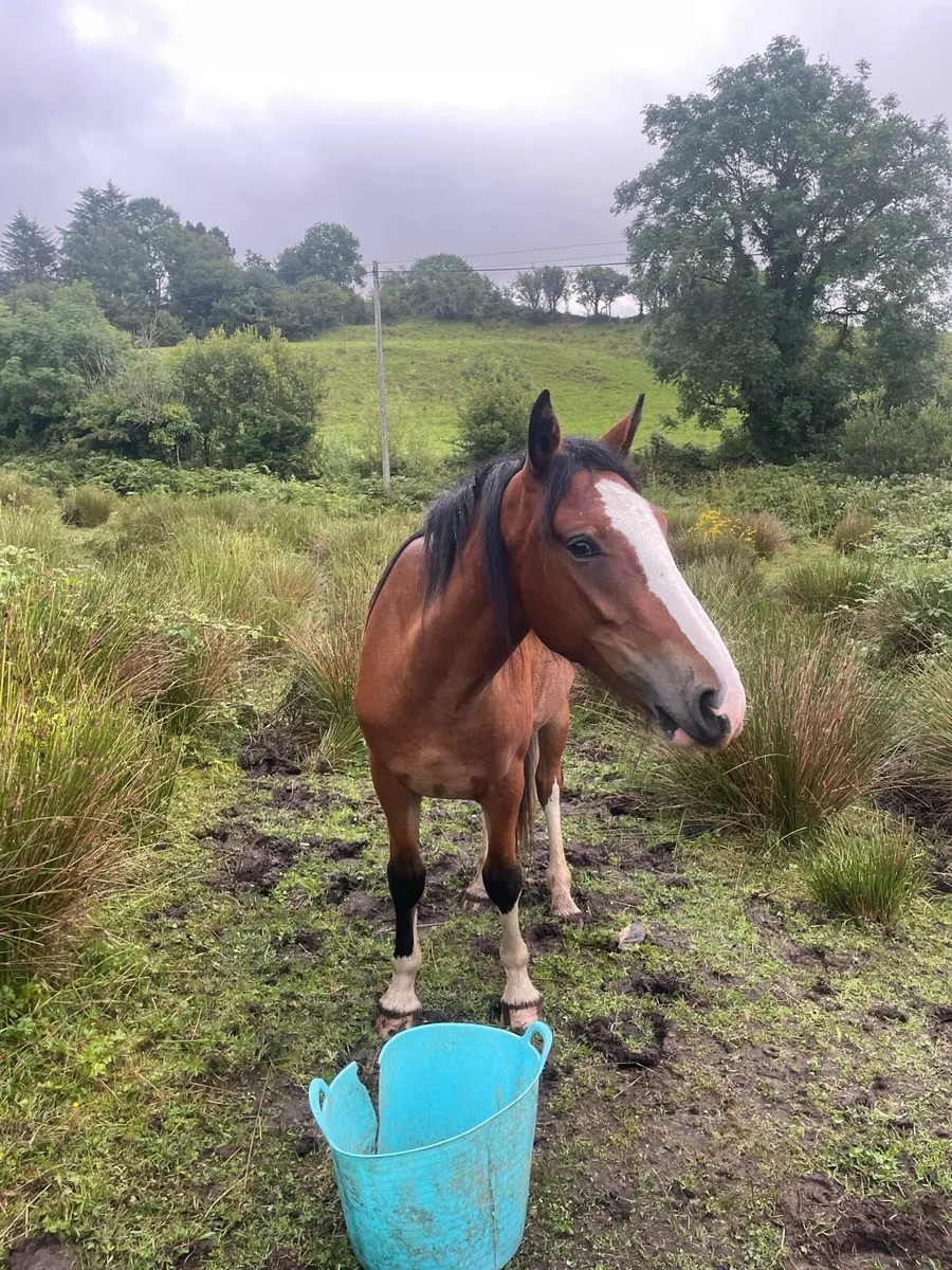 Beautiful Robin rising 3 year old Filly Cob x - Image 3