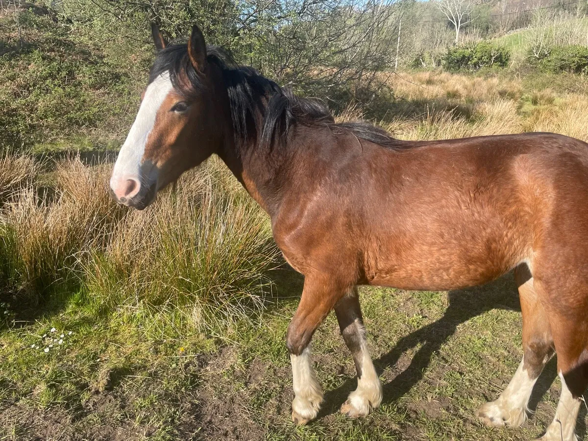 Beautiful Robin rising 3 year old Filly Cob x - Image 4