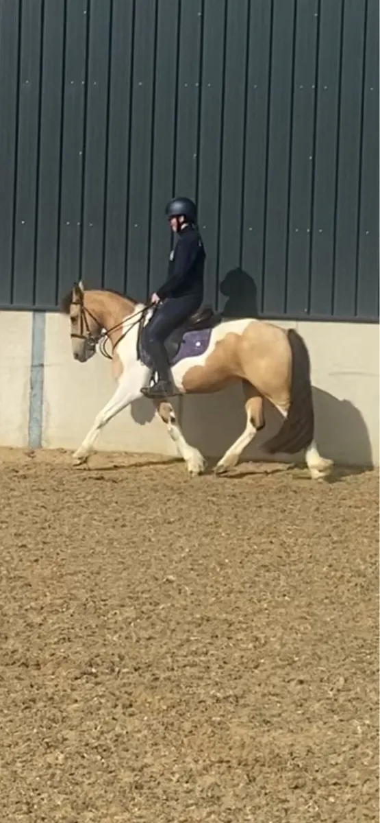 Palomino and White Pony - Image 3