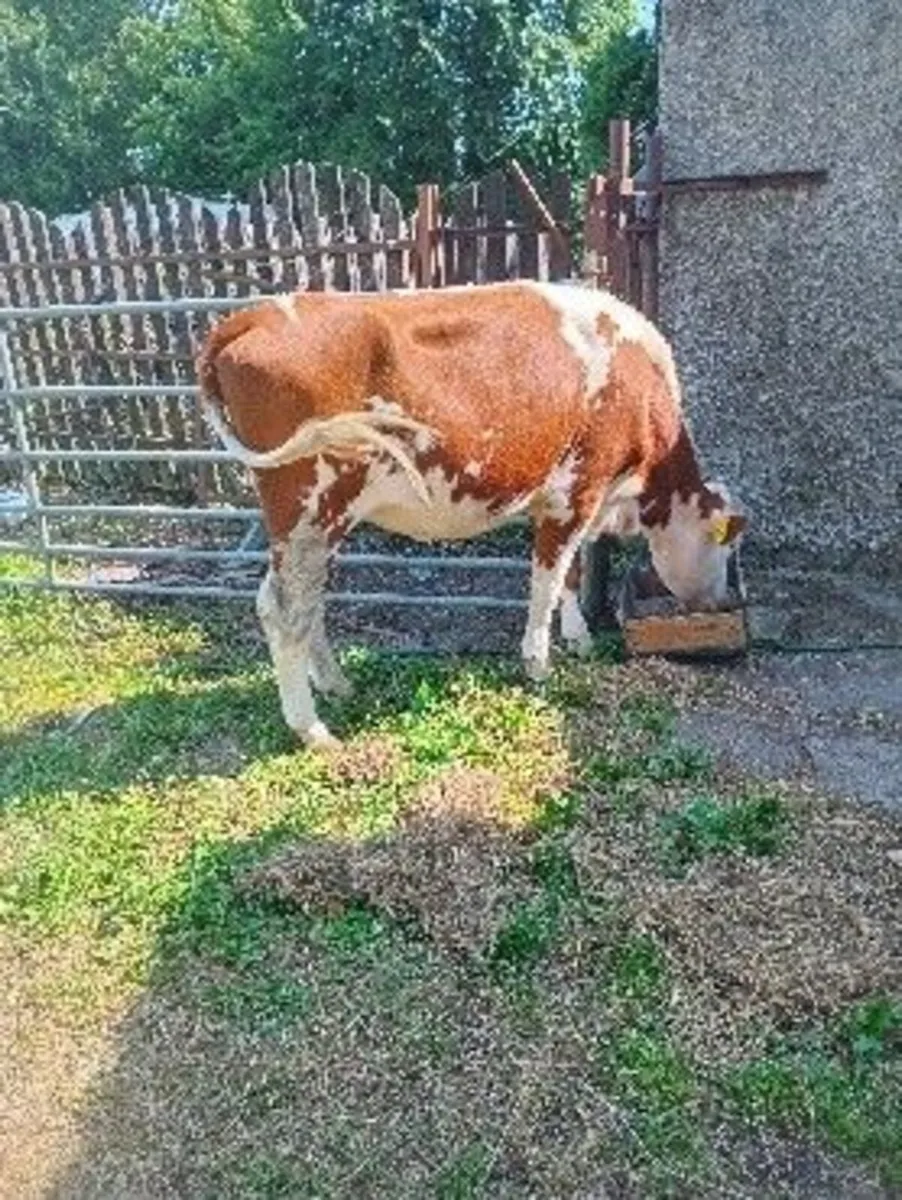 heifer for sale - Image 2