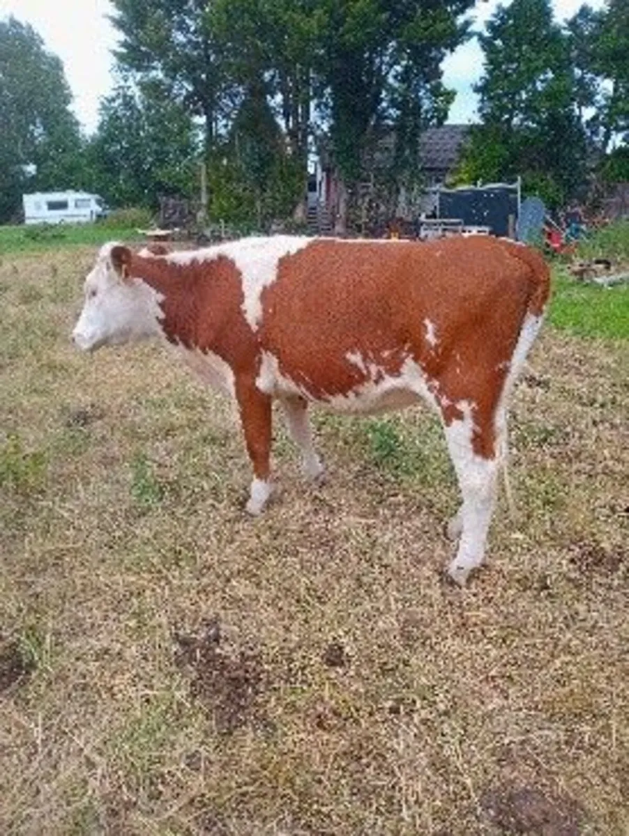 heifer for sale - Image 3
