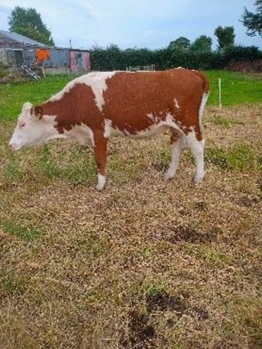 heifer for sale - Image 4