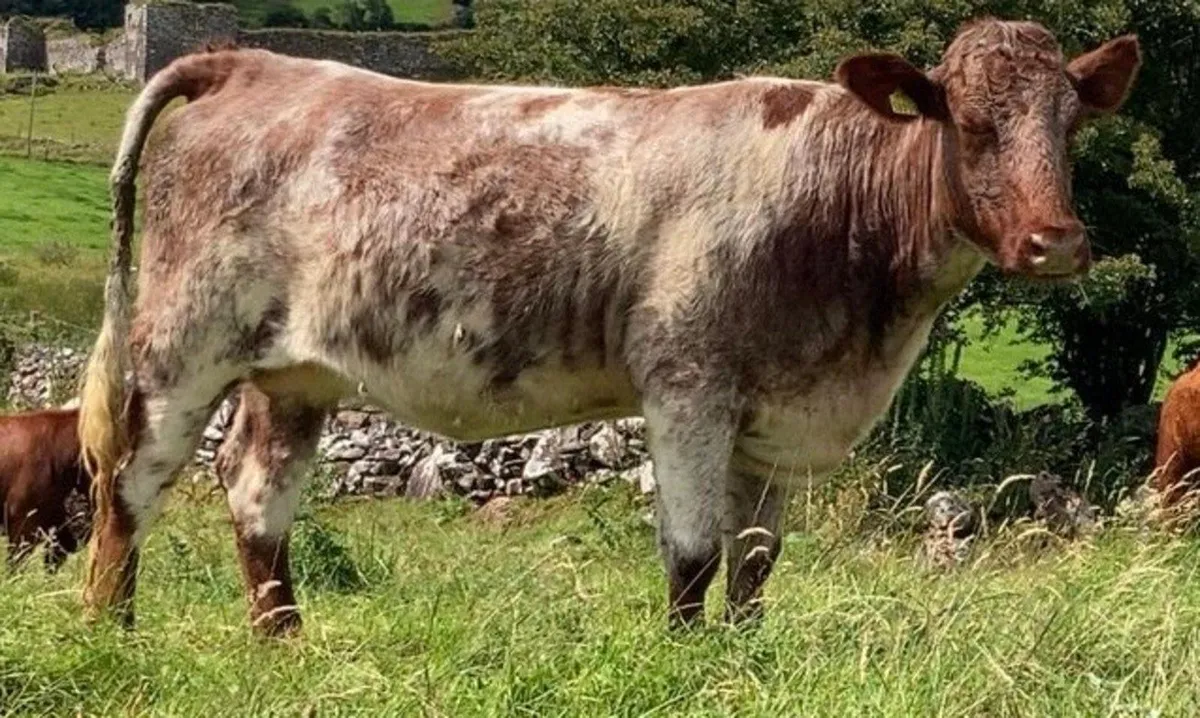 Incalf Shorthorn for Ballymote Thursday 17th