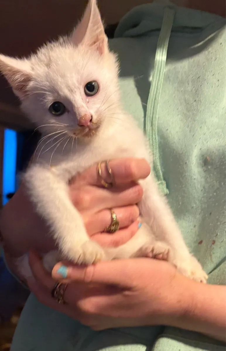 Kittens - Image 1