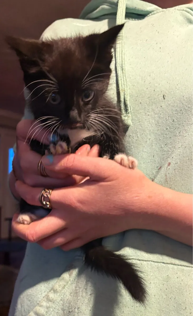 Kittens - Image 2