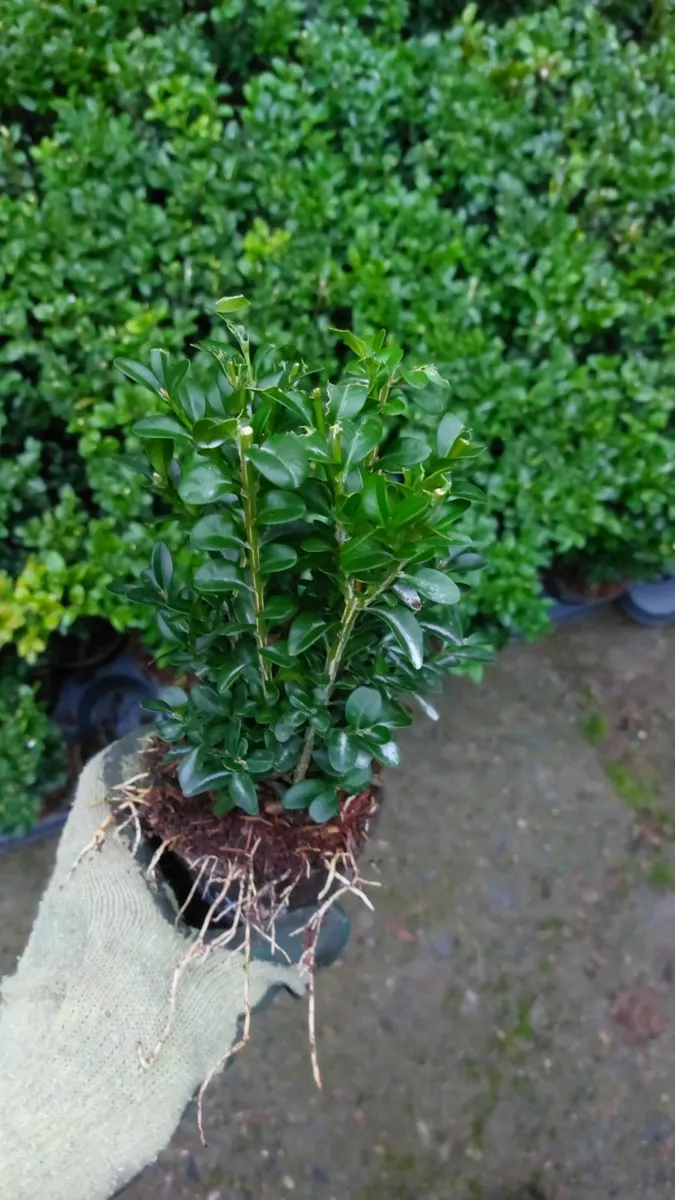 Box Hedging - Image 3